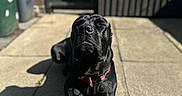 Riker joined the competition — help win amazing prizes! animal, black_dog, brick_wall, canine, collar, dog, domestic_animal, eyes_closed, front_paws, outdoor, pavement, pet, relaxed, resting, shadow, stone, summer, sunlight, sunny, wooden_gate