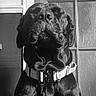Riker is registered to the contest to win money with this photo: animal, black_and_white, black_dog, canine, closeup, collar, dog, domestic_animal, door, expression, fur, furniture, glass, house, indoor, monochrome, pet, portrait, texture, wall