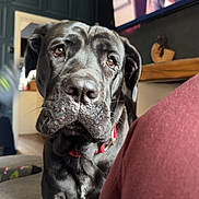 Riker joined the competition — help win amazing prizes! animal, black_dog, closeup, collar, couch, dog, ears, expression, eyes, furniture, home, indoor, living_room, person_on_tv, pet, seated, snout, television, wall, watching