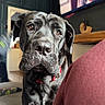 animal, black_dog, closeup, collar, couch, dog, ears, expression, eyes, furniture, home, indoor, living_room, person_on_tv, pet, seated, snout, television, wall, watching
