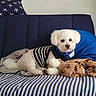 dog, white_dog, fluffy_dog, small_dog, striped_shirt, blue_bandana, couch, blue_pillow, striped_blanket, brown_blanket, indoor, pet, cute, relaxed, cozy, furniture, animal, companion, domestic_animal, portrait
