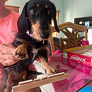 Vienna joined the competition — help win amazing prizes! dog, puppy, dachshund, black_and_tan, pet, indoor, table, glass_table, scrabble, board_game, person, hand, furniture, curious, cute, playing, reflection, smiling, wooden_chair, pink_shirt