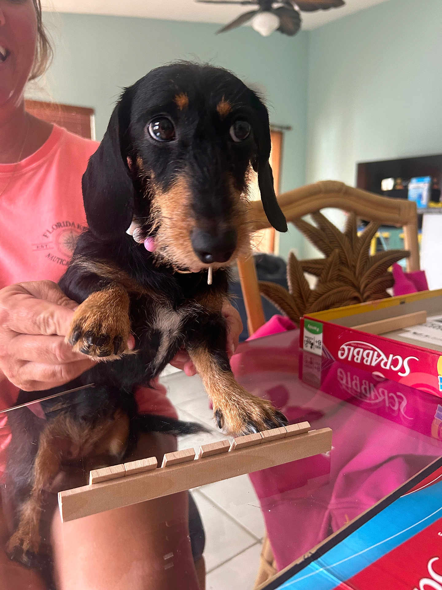Vienna joined the competition — help win amazing prizes! dog, puppy, dachshund, black_and_tan, pet, indoor, table, glass_table, scrabble, board_game, person, hand, furniture, curious, cute, playing, reflection, smiling, wooden_chair, pink_shirt