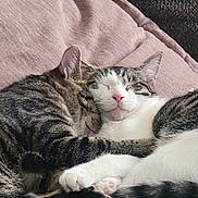 Zero is registered to the contest to win money with this photo: cat, tabby_cat, sleeping, snuggling, cuddle, pet, animal, feline, cozy, soft, pink_cushion, whiskers, ears, paw, cute, domestic_cat, relaxation, companion, fur, resting