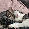 cat, tabby_cat, sleeping, snuggling, cuddle, pet, animal, feline, cozy, soft, pink_cushion, whiskers, ears, paw, cute, domestic_cat, relaxation, companion, fur, resting