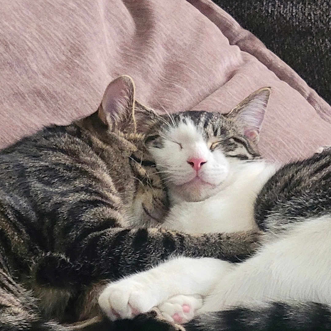 Zero is registered to the contest to win money with this photo: cat, tabby_cat, sleeping, snuggling, cuddle, pet, animal, feline, cozy, soft, pink_cushion, whiskers, ears, paw, cute, domestic_cat, relaxation, companion, fur, resting
