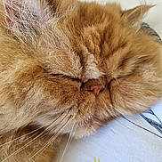 Garfield a rejoint le concours — aidez-le/la à gagner de superbes lots ! cat, orange_cat, fluffy, close_up, sleeping, whiskers, fur, pet, animal, cute, relaxed, face, nose, ear, indoor, resting, cozy, mammal, feline, soft