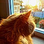 cat, orange_cat, fluffy, window, sunset, sunlight, indoor, feline, pet, animal, fur, cozy, warm_light, looking_out, home, nature_view, daylight, peaceful, quiet, curious