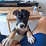 Billy a rejoint le concours — aidez-le/la à gagner de superbes lots ! animal, black_and_white, blue_clothing, brown, coffee_table, cute, dog, floppy_ears, furniture, human, indoors, living_room, paws, pet, portrait, puppy, sitting, water_bottle, white, wide_eyes