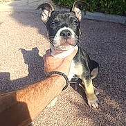 Billy participe au concours pour gagner de l'argent avec cette photo : animal, arm, black_and_white, close_up, dog, ears, eyes, face, fur, hedge, human_hand, muzzle, outdoor, paws, pet, portrait, puppy, sidewalk, sitting, sunlight
