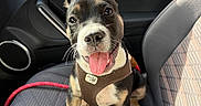 Billy a rejoint le concours — aidez-le/la à gagner de superbes lots ! animal, black_and_white, brown_fur, car, car_interior, car_seat, close_up, dog, happy, harness, indoor, leash, pet, pointed_ears, portrait, puppy, sitting, smiling, tongue_out, white_paws