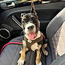 animal, black_and_white, brown_fur, car, car_interior, car_seat, close_up, dog, happy, harness, indoor, leash, pet, pointed_ears, portrait, puppy, sitting, smiling, tongue_out, white_paws