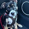 Billy participe au concours pour gagner de l'argent avec cette photo : alert, black_and_white, brown_eyes, canine, car, close_up, cute, dog, floppy_ears, harness, indoor, looking_at_camera, paws, pet, photography, portrait, puppy, seated, travel, vehicle