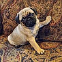 animal, couch, cute, dog, ears, eyes, fabric, fur, home, indoor, looking_up, nose, pattern, paw, pet, pug, puppy, sitting, small, young