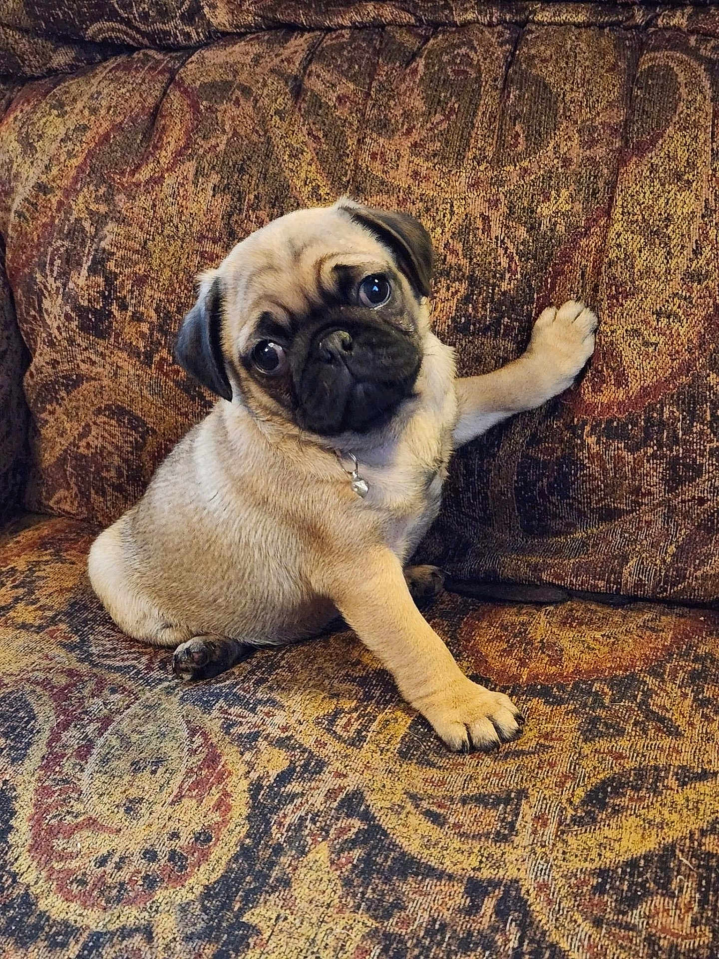 Daisy Grace joined the competition — help win amazing prizes! animal, couch, cute, dog, ears, eyes, fabric, fur, home, indoor, looking_up, nose, pattern, paw, pet, pug, puppy, sitting, small, young