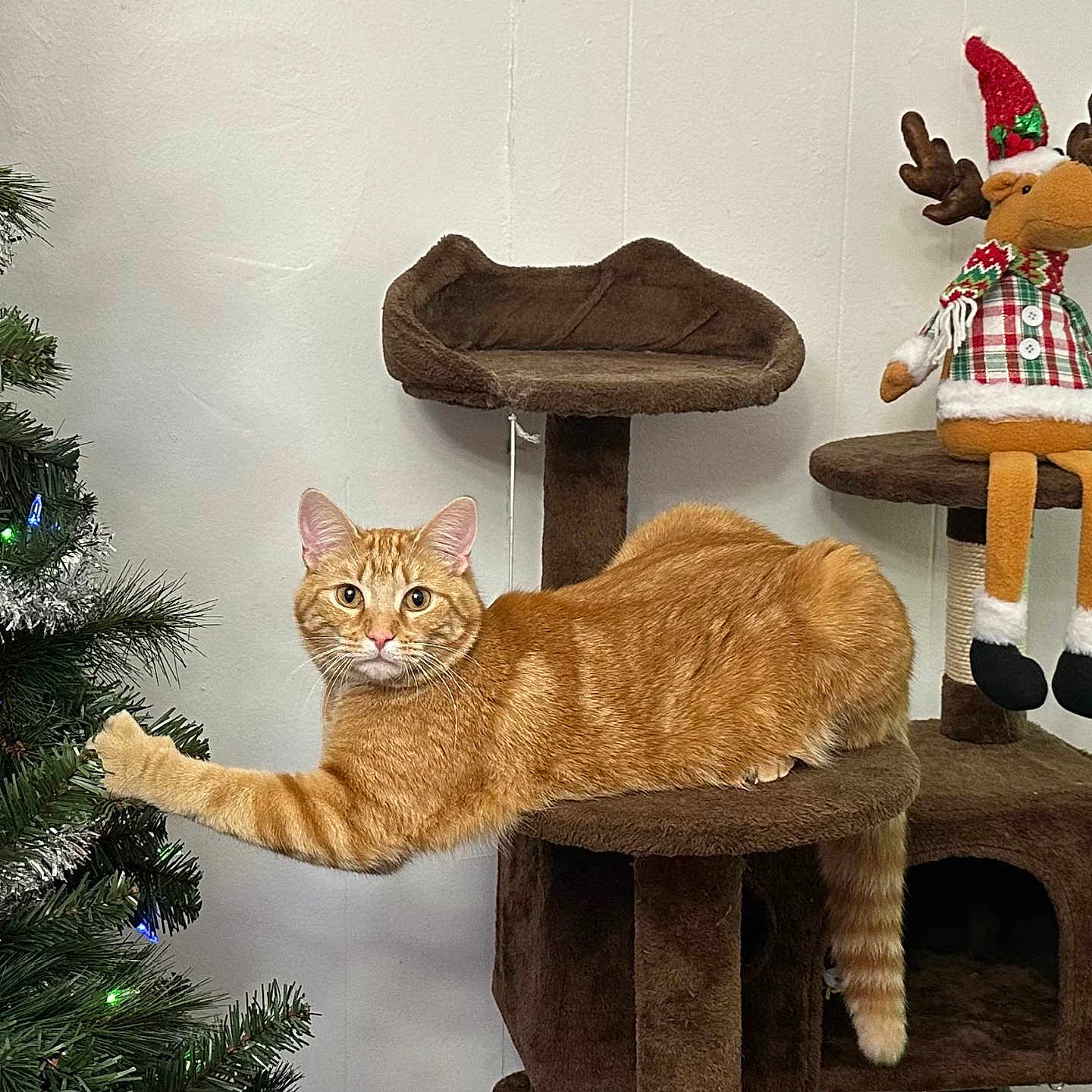 Milo joined the competition — help win amazing prizes! animal, cat, cat_tree, christmas_lights, christmas_tree, cozy, decorations, festive, furniture, holiday, holiday_decor, indoor, orange_tabby, pet, plush_toy, reindeer, relaxed, stretching, tinsel, wall