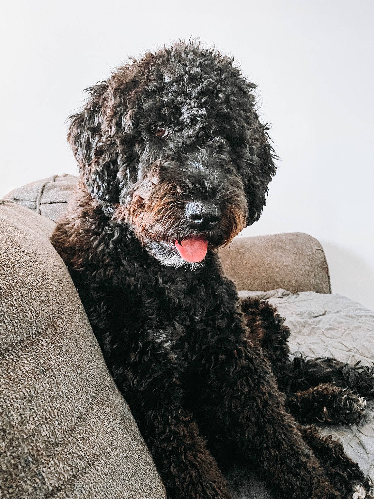 Sox The Portuguese Water Dog joined the competition — help win amazing prizes! canidae, carnivore, companion_dog, dog, dog_breed, dog_supply, fur, grey, labradoodle, maltepoo, non_sporting_group, poodle, poodle_crossbreed, puppy, snout, sporting_group, terrier, toy_dog, water_dog, working_animal