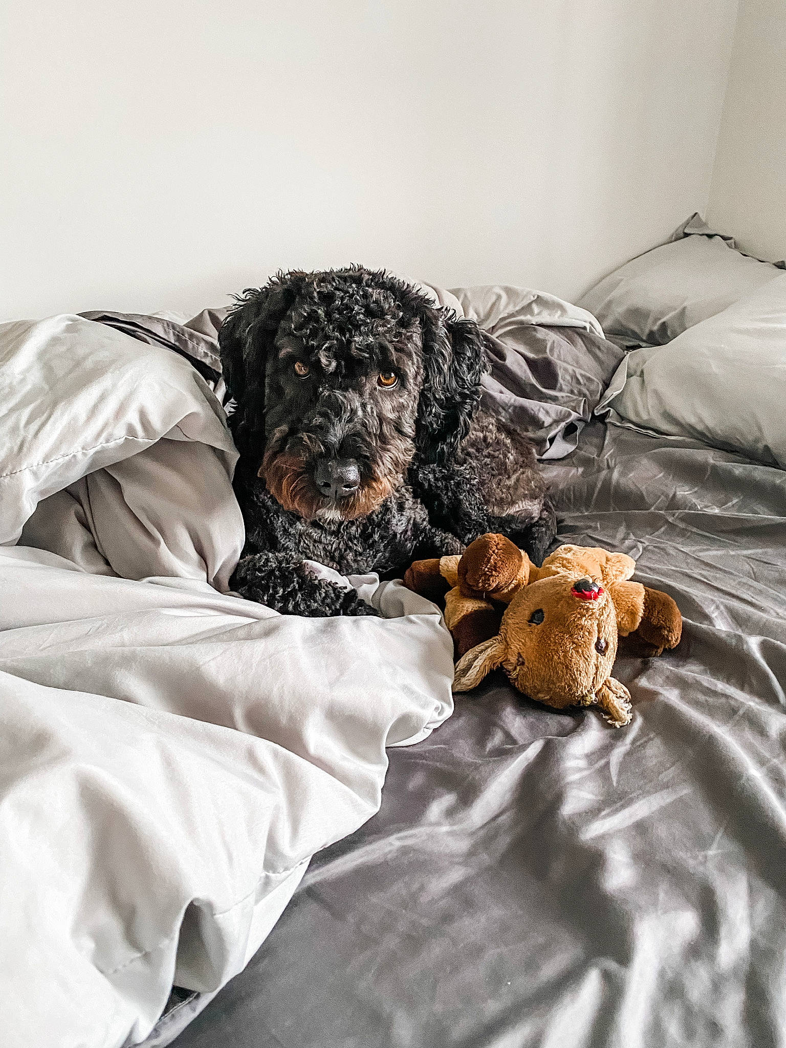 Sox The Portuguese Water Dog joined the competition — help win amazing prizes! bed, canidae, carnivore, comfort, companion_dog, couch, dog, dog_breed, dog_supply, duvet, fawn, felidae, fur, grey, linens, pillow, snout, sporting_group, toy, working_animal