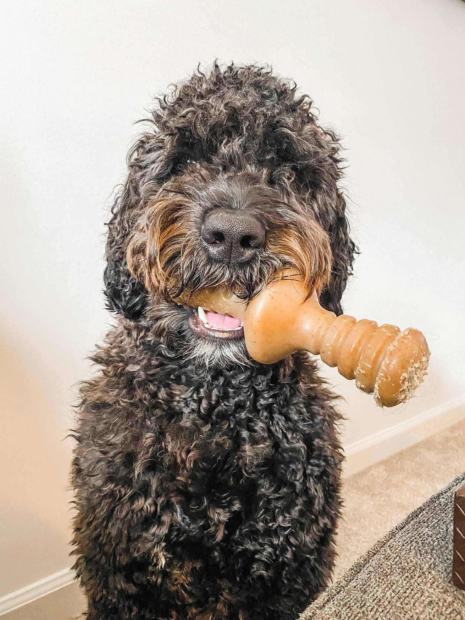 Sox The Portuguese Water Dog joined the competition — help win amazing prizes! canidae, carnivore, companion_dog, dog, dog_breed, fur, labradoodle, maltepoo, non_sporting_group, poodle, poodle_crossbreed, small_terrier, sporting_group, terrestrial_animal, terrier, toy_dog, water_dog, working_animal, working_dog, yorkipoo