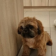 Vince participe au concours pour gagner de l'argent avec cette photo : dog, brown_dog, small_dog, fluffy, pet, indoor, kitchen, tile_floor, wooden_cabinet, floor, fur, animal, companion, cute, sitting, domestic, home, quiet, calm, scruffy