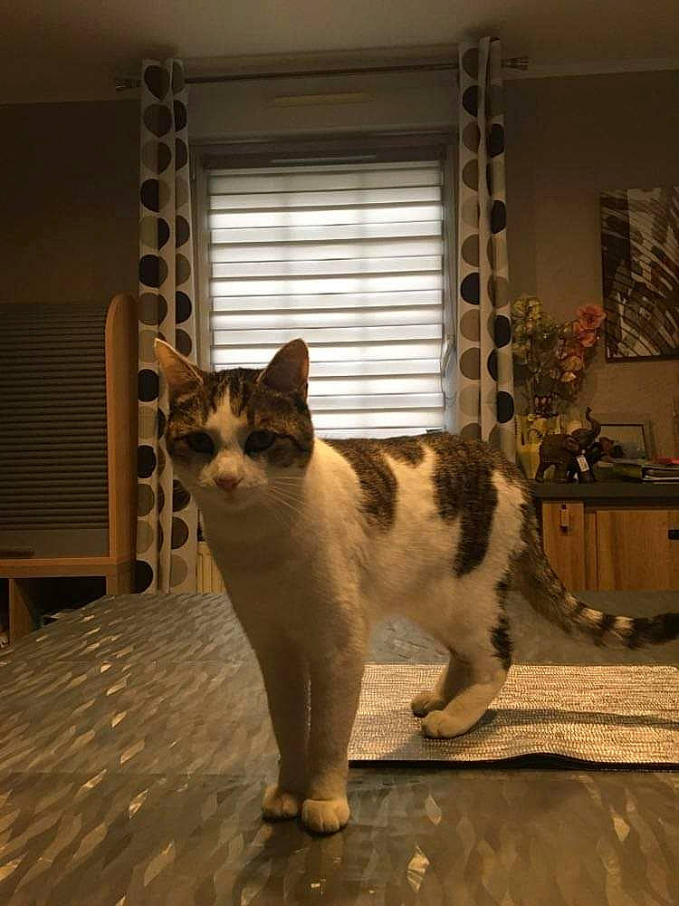 Malia participe au concours pour gagner de l'argent avec cette photo : carnivore, cat, domestic_short_haired_cat, felidae, flooring, fur, houseplant, paw, plant, small_to_medium_sized_cats, snout, tail, terrestrial_animal, tints_and_shades, whiskers, window, window_blind, window_covering, window_treatment, wood