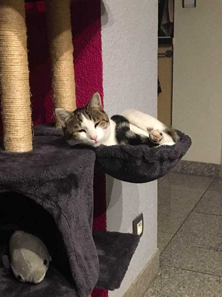 Malia a rejoint le concours — aidez-le/la à gagner de superbes lots ! carnivore, cat, cat_supply, comfort, domestic_short_haired_cat, felidae, flooring, fur, nap, paw, room, sitting, small_to_medium_sized_cats, snout, tail, tree, whiskers, wood