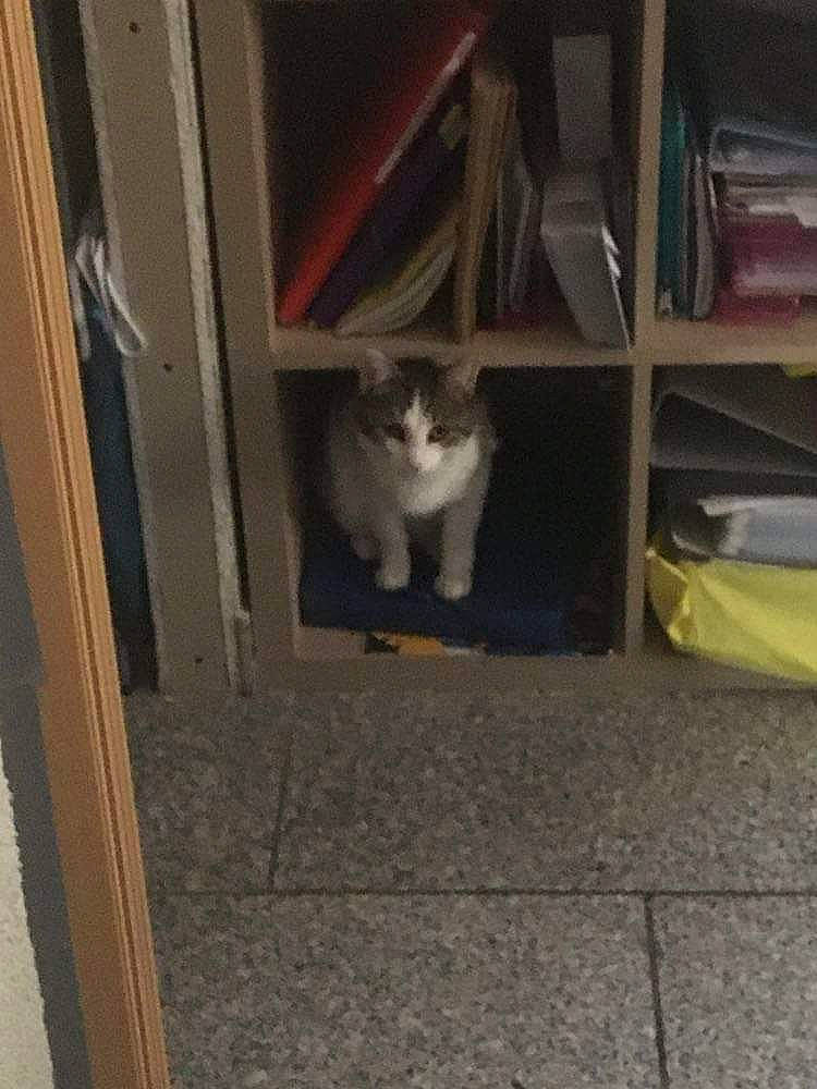 Malia a rejoint le concours — aidez-le/la à gagner de superbes lots ! box, carnivore, cat, domestic_short_haired_cat, door, felidae, floor, flooring, fur, grey, hardwood, room, shelf, shelving, small_to_medium_sized_cats, stairs, tail, whiskers, wood, wood_stain