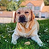 Saïko a rejoint le concours — aidez-le/la à gagner de superbes lots ! dog, labrador, grass, flower, daisy, outdoor, sunlight, house, pet, animal, nature, greenery, canine, mammal, relaxed, summer, yard, garden, daylight, portrait