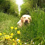 Saïko a rejoint le concours — aidez-le/la à gagner de superbes lots ! dog, golden_retriever, grass, yellow_flowers, greenery, outdoor, nature, pathway, trees, sunlight, relaxed, animal, summer, flora, meadow, canine, peaceful, daytime, field, pet