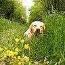 dog, golden_retriever, grass, yellow_flowers, greenery, outdoor, nature, pathway, trees, sunlight, relaxed, animal, summer, flora, meadow, canine, peaceful, daytime, field, pet