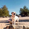 Saïko participe au concours pour gagner de l'argent avec cette photo : dog, labrador, rock, sand, outdoor, sunny, blue_sky, nature, animal, pet, collar, daytime, standing, canine, mammal, beach, blurred_background, trees, park, leisure