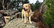 Saïko a rejoint le concours — aidez-le/la à gagner de superbes lots ! dog, labrador_retriever, rock, forest, trees, bushes, outdoor, nature, canine, pet, animal, moss, sky, cloudy, collar, landscape, walking, wildlife, daytime, scenery