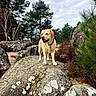 dog, labrador_retriever, rock, forest, trees, bushes, outdoor, nature, canine, pet, animal, moss, sky, cloudy, collar, landscape, walking, wildlife, daytime, scenery