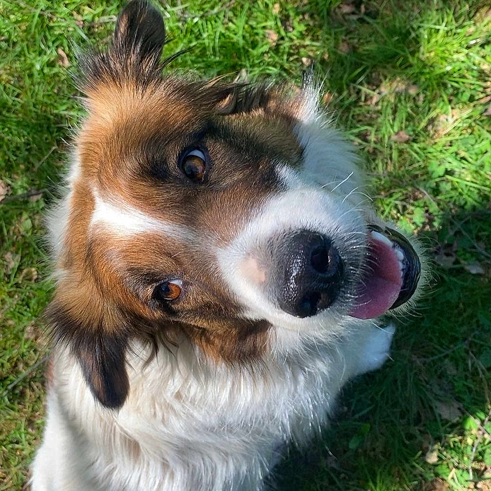 Sundae participe au concours pour gagner de l'argent avec cette photo : dog, canine, pet, grass, outdoor, sunlight, fur, fluffy, happy, tongue_out, head_tilt, brown, white, nature, animal, portrait, cute, mammal, playful, daylight