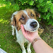 Sundae participe au concours pour gagner de l'argent avec cette photo : dog, pet, animal, outdoor, greenery, grass, hand, fur, canine, nature, leaf, portrait, muzzle, watching, friendly, closeup, daylight, whiskers, brown, white