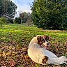 Sundae a rejoint le concours — aidez-le/la à gagner de superbes lots ! dog, canine, animal, pet, outdoor, grass, leaves, autumn, tree, nature, park, sunlight, happy, tongue_out, fur, smile, relaxed, blue_sky, greenery, daytime
