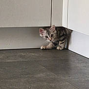 Ace a rejoint le concours — aidez-le/la à gagner de superbes lots ! kitten, cat, curious, floor, cabinet, indoor, pet, animal, small, exploring, cute, fur, whiskers, paws, home, corner, playful, young, feline, gray