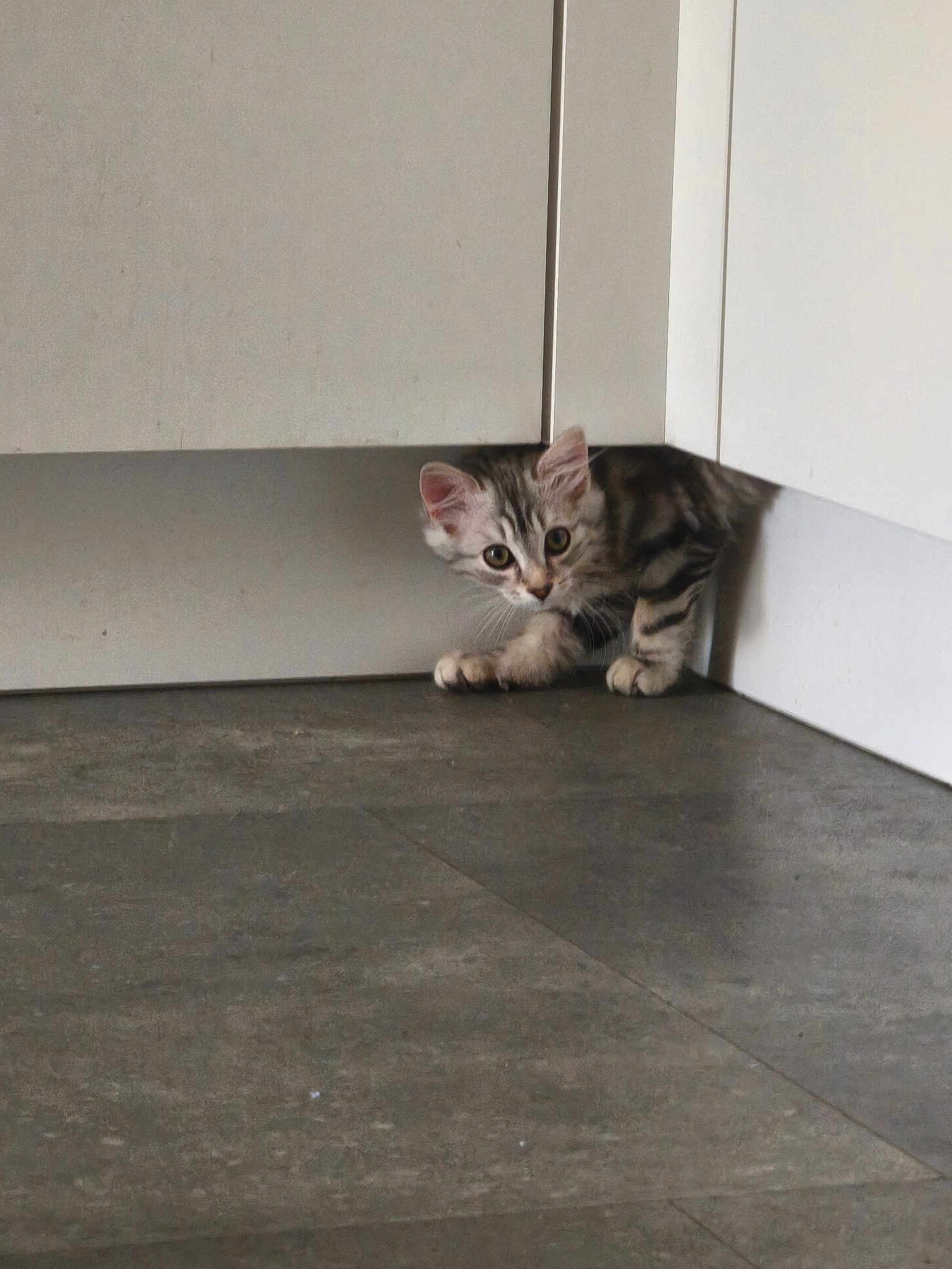 Ace a rejoint le concours — aidez-le/la à gagner de superbes lots ! kitten, cat, curious, floor, cabinet, indoor, pet, animal, small, exploring, cute, fur, whiskers, paws, home, corner, playful, young, feline, gray