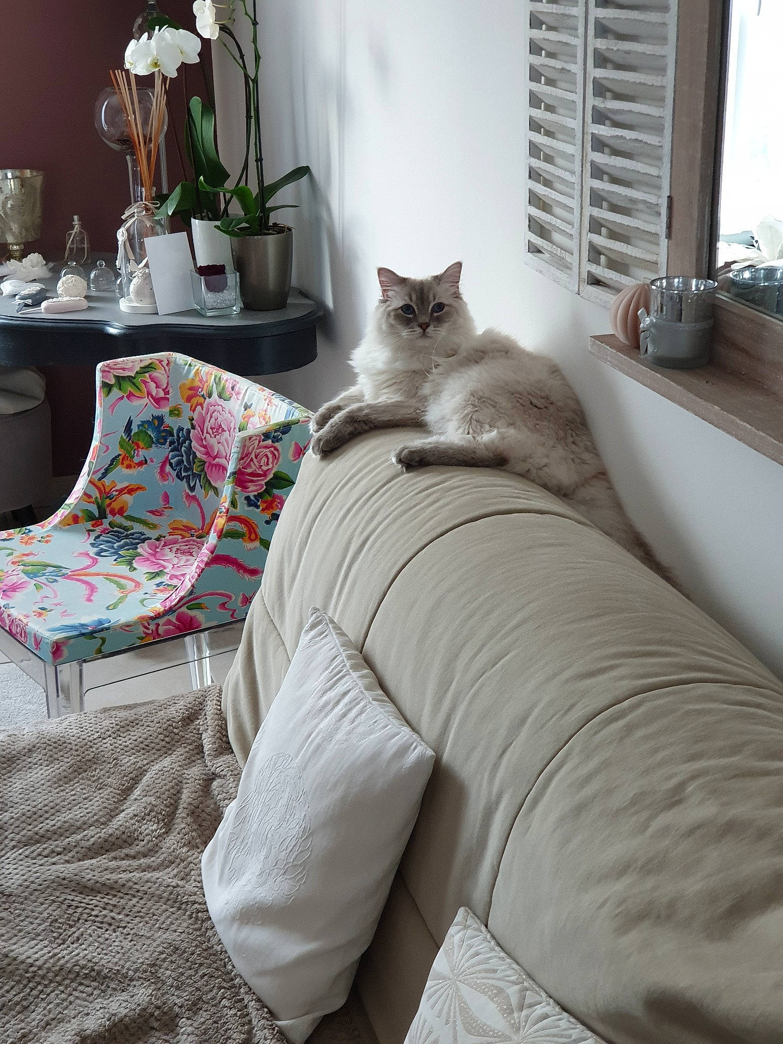 Pasta participe au concours pour gagner de l'argent avec cette photo : bed_sheet, bedding, bedroom, carnivore, cat, comfort, couch, felidae, fur, furniture, home, interior_design, linens, pillow, ragdoll, room, slipcover, small_to_medium_sized_cats, textile, whiskers