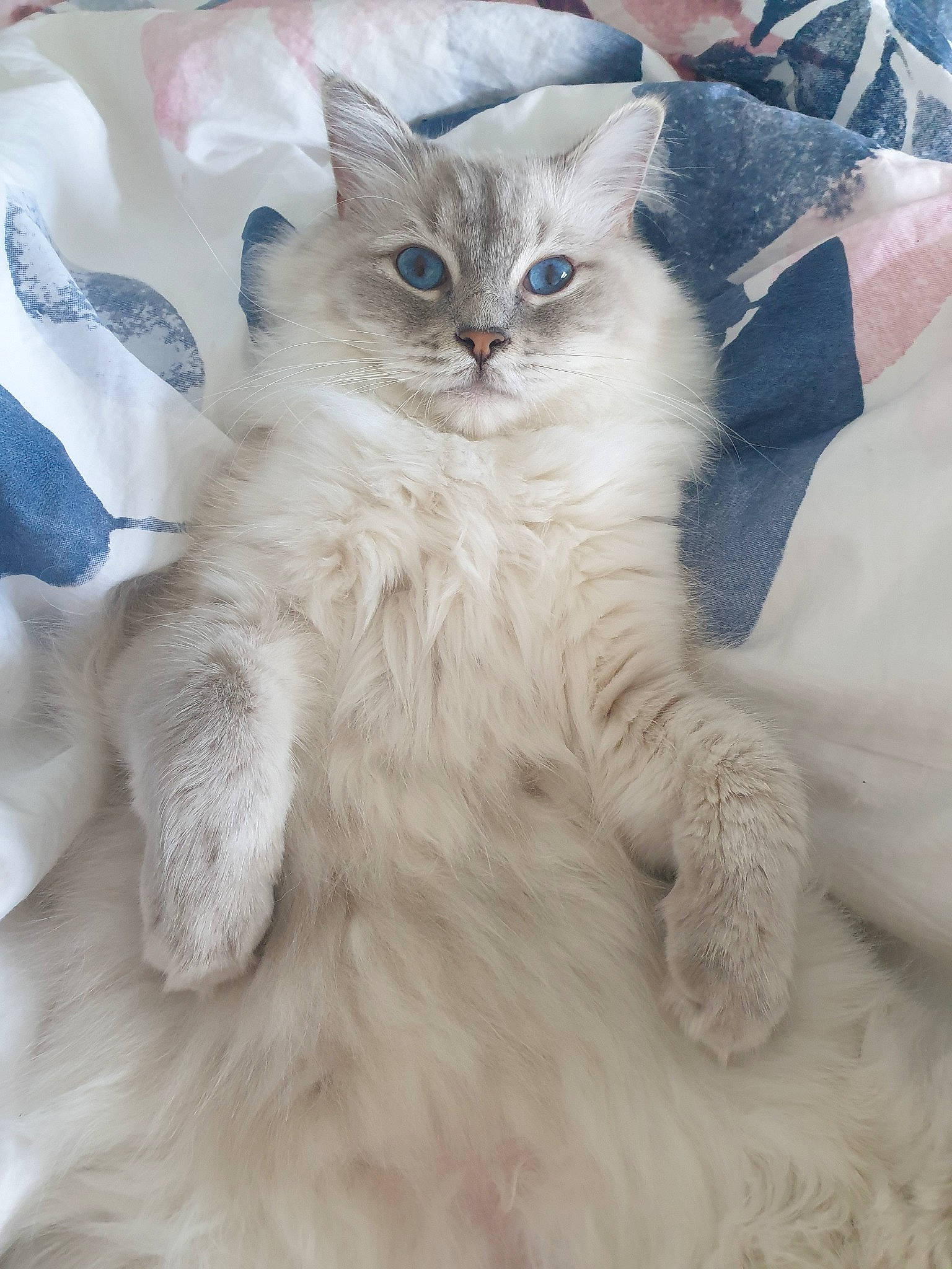 Pasta a rejoint le concours — aidez-le/la à gagner de superbes lots ! asian, asian_semi_longhair, british_longhair, british_semi_longhair, burmilla, carnivore, cat, domestic_long_haired_cat, eye, felidae, fur, kitten, mammal, ojos_azules, ragamuffin, ragdoll, siberian, small_to_medium_sized_cats, vertebrate, whiskers