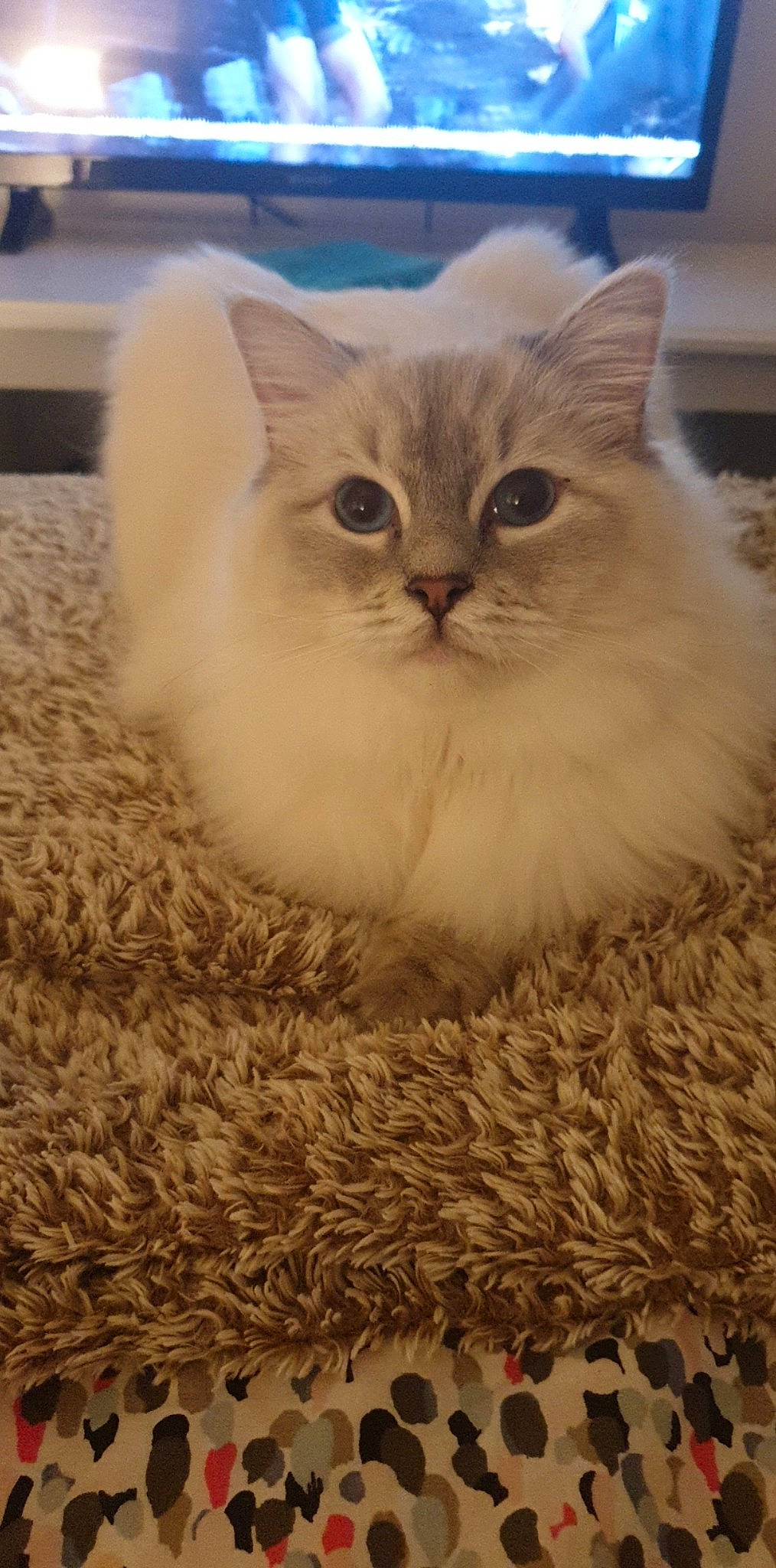 Pasta a rejoint le concours — aidez-le/la à gagner de superbes lots ! asian, asian_semi_longhair, british_longhair, british_semi_longhair, burmilla, carnivore, cat, domestic_long_haired_cat, fawn, felidae, fur, kitten, mammal, napoleon_cat, persian, ragamuffin, ragdoll, small_to_medium_sized_cats, vertebrate, whiskers