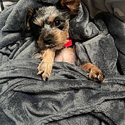 Tsuki participe au concours pour gagner de l'argent avec cette photo : animal, bed, blanket, canine, cockerspaniel, couch, dog, furniture, homedecor, hound, laundry, linen, papillon, person, pet, poodle, puppy, quilt, sleeping, terrier