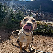 Taiyō participe au concours pour gagner de l'argent avec cette photo : dog, tongue_out, leash, collar, pavement, grass, hilltop, cityscape, skyline, church_spire, sky, clouds, sunlight, shadow, portrait, close_up, happy, outdoors, cute, walking