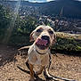 dog, tongue_out, leash, collar, pavement, grass, hilltop, cityscape, skyline, church_spire, sky, clouds, sunlight, shadow, portrait, close_up, happy, outdoors, cute, walking