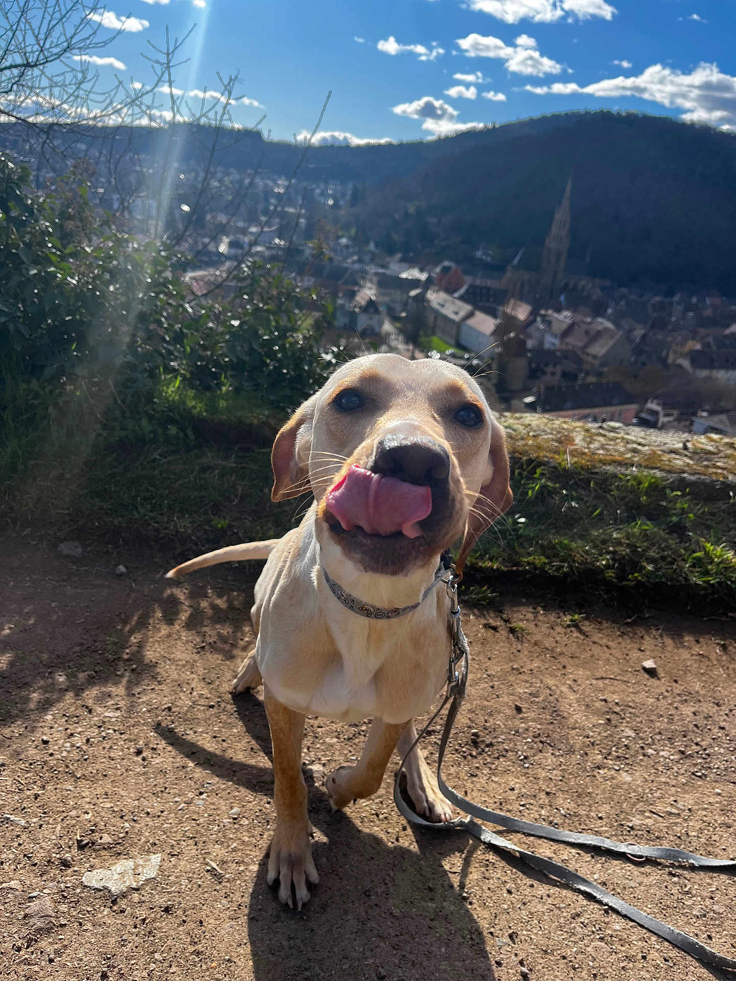 Taiyō participe au concours pour gagner de l'argent avec cette photo : dog, tongue_out, leash, collar, pavement, grass, hilltop, cityscape, skyline, church_spire, sky, clouds, sunlight, shadow, portrait, close_up, happy, outdoors, cute, walking