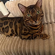 Yuji joined the competition — help win amazing prizes! bengal_cat, cat, animal, pet, feline, green_eyes, spotted_fur, couch, plush, beige, indoor, relaxed, whiskers, ears, closeup, striped, domestic_cat, fur_pattern, looking_up, resting