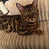 bengal_cat, cat, animal, pet, feline, green_eyes, spotted_fur, couch, plush, beige, indoor, relaxed, whiskers, ears, closeup, striped, domestic_cat, fur_pattern, looking_up, resting