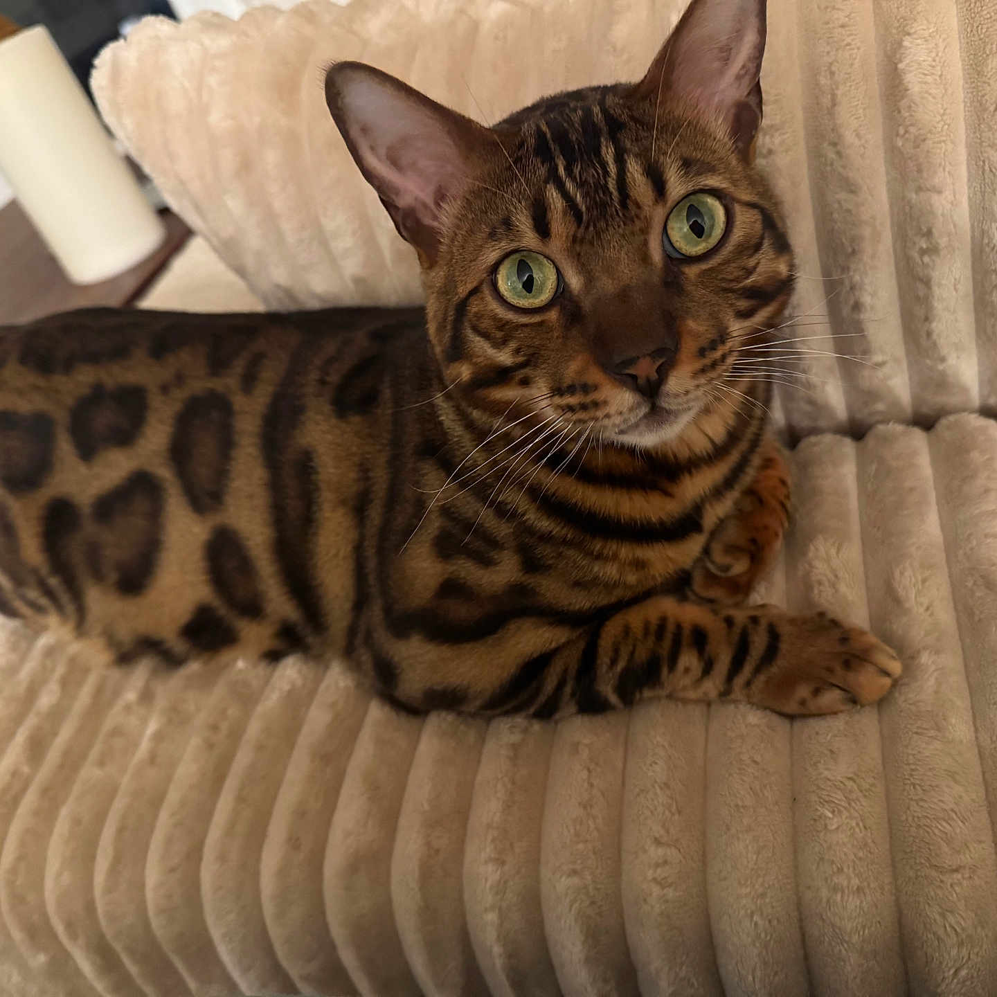 Yuji joined the competition — help win amazing prizes! bengal_cat, cat, animal, pet, feline, green_eyes, spotted_fur, couch, plush, beige, indoor, relaxed, whiskers, ears, closeup, striped, domestic_cat, fur_pattern, looking_up, resting