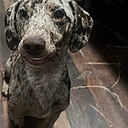 Ace joined the competition — help win amazing prizes! dog, pet, canine, indoor, wooden_floor, speckled_coat, cute, animal, sitting, looking_up, ears, snout, fur, paw, domestic, companion, friendly, portrait, brown, black
