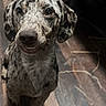 dog, pet, canine, indoor, wooden_floor, speckled_coat, cute, animal, sitting, looking_up, ears, snout, fur, paw, domestic, companion, friendly, portrait, brown, black